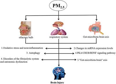 Frontiers | A review of respirable fine particulate matter (PM2.5 